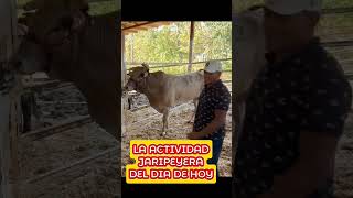 Actividad jaripeyera de hoy toro jaripeo rodeo ganaderos rancho bull cow rancho [upl. by Aivatco]