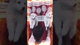 German Spitz Puppies sale in Guwahati 🥰 All Over North East Delivery 📞 9435415967 [upl. by Hgielrahc909]