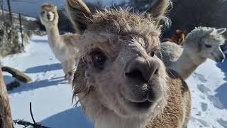 Alpacas de Gredos Our Mothers and Children are Enduring Days of Snow Wait for it hahaha [upl. by Schubert]