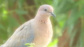 Laughing turtle dove Spilopelia senegalensis  Dove Videos [upl. by Glenden]