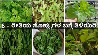 Benifits of Nugge soppu Honagone soppu Basale soppu Kadale soppu Anne soppu Seege soppu in Kannada [upl. by Kimitri540]