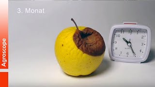 Time lapse video of an apple rotting at 20°C [upl. by Ardith]