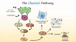 Complement System Part 2  Activation of the Complement System [upl. by Cerelia]