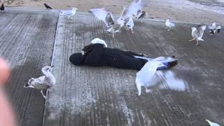 Feeding The Herring Gulls At Llandudno [upl. by Belding625]