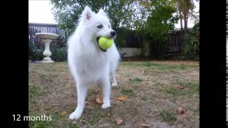 Japanese spitz 8weeks to 18 months [upl. by Saduj]