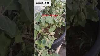 Terrace Garden kitchengardening organicterracegarden vegetables healthylifestyle viral shorts [upl. by Anilejna]