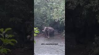 വെള്ളച്ചാട്ടത്തിൽ കുളിക്കാൻ വന്ന കാട്ടാന🐘 mamalakandam elephant shorts kerala aanakeralam live [upl. by Bean]