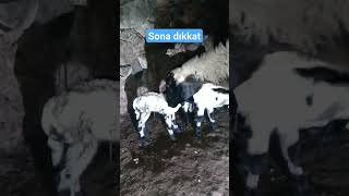 yavrusu ölen kangal kuzuları sahıplendı amanoslar kangal kuzu sakızkoyunu [upl. by Lleryt]