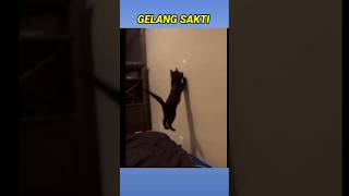 Adek Kucing Comel 🤣🤪🤣 [upl. by Sainana598]