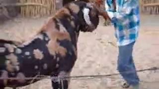 Goat Farming India  Goat Farm Stays Rajasthan [upl. by Tuck425]