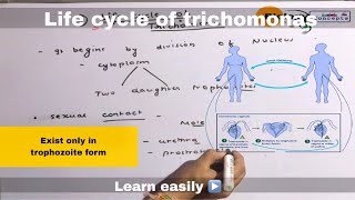 Life cycle of trichomonas ll biology ll [upl. by Margery]