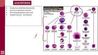 Hematology  1  U4L2  Leucopoiesis [upl. by Panthia724]