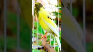 تغريدالكناري saka kanarienvogel फिंचफिंच تقديم fringuello طفرات kenari صغار [upl. by Naryb]