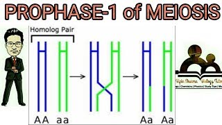 Prophase 1 of meiosis 1 detailed leptotene zygotene pachytene diplotene diakinesis explained [upl. by Aicile]