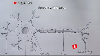 How to Draw Structure of Neuron  Biology Diagram Class 10 structureofneuron easydraw howtodraw [upl. by Forelli]