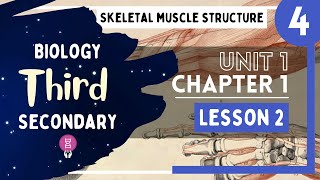 Biology 3rd Secondary Egypt  Chapter 1  Lesson 2  P4  Muscle Structure [upl. by Ahsenit]