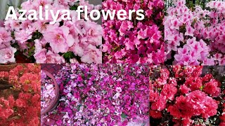 Azalea Plant How to Get Maximum Flowering From Azalea Soil Mix Fertilizing All Care In NEPALI [upl. by Salahcin391]