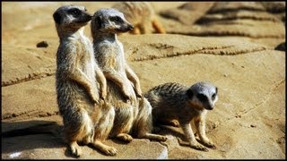 Meerkats Suricata suricatta [upl. by Ilime957]