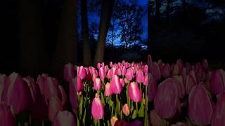 Tulpen in de nacht 🌷🩵😍 tulips keukenhof photography samsung reclame [upl. by Clint623]