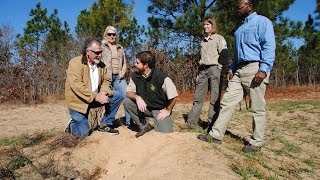 Partnerships Key to Establishing Longleaf Pine to Support Wildlife in Georgia [upl. by Averill]