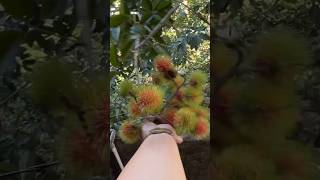 Hairy Fruit  Rambutan [upl. by Aneloj]