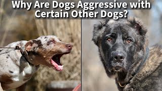 Why Are Dogs Aggressive With Only Certain Other Dogs [upl. by Brenden]