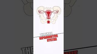 InDepth Guide to Female Reproductive System👩‍🔬 Anatomy Functions amp Essential Health Information🧫 [upl. by Longo]