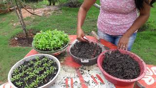 Como plantar coentro em vaso [upl. by Ikkim267]