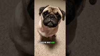 I got a new trainer 💪 dog pug cute funny pets fyp shorts [upl. by Tosch24]