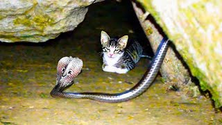 20 Times Cats Messed With The Wrong Snake [upl. by Daisey248]