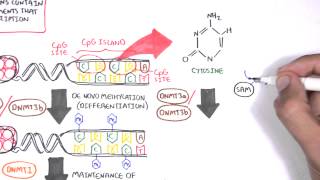 DNA repair 1  Biomolecules  MCAT  Khan Academy [upl. by Haikan741]