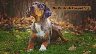 The Catahoula Leopard Dog  Louisianas Finest [upl. by Durning]