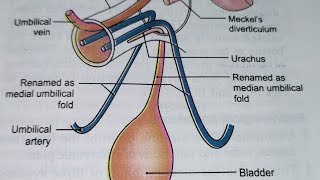 Umbilicus Clinical importance Part 1 Anterior abdominal wall [upl. by Snoddy]