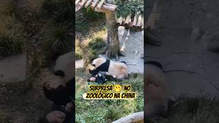 Panda Gigante Escapa e Protagoniza Cena Dramática shorts curiosidades [upl. by Aleka515]