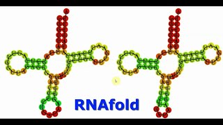 RNA secondary structure prediction with RNAfold [upl. by Donald]