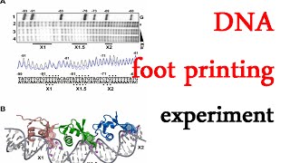 DNA footprinting experiment [upl. by Anned]