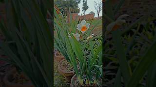 How to Daffodil flower so Beautiful plant gulzar e Madina nursery from shakarghar to Kotli syadan [upl. by Hgielak]