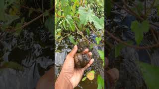 Best view at Morning  Catching snails calmplace aquaticplant lakeview [upl. by Nosdivad]