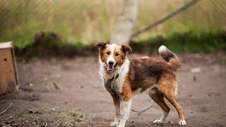 Do Border Collies like to play fetch in water [upl. by Eugenle]