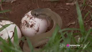 The Elusive Boomslang snakequotExploring the Boomslang Africas Arboreal Enigma [upl. by Borlase]