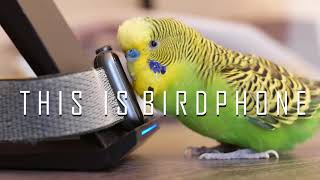 Talking parakeet says 30 words to his reflection UHD 4K [upl. by Analim563]