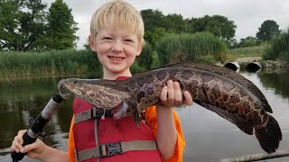 Catching Snakeheads on Live Bait amp Lures  Snake head Catch Clean amp Cook [upl. by Atinniuq]