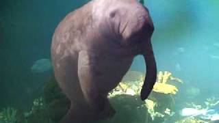 Manatee Profanity [upl. by Marcelle164]