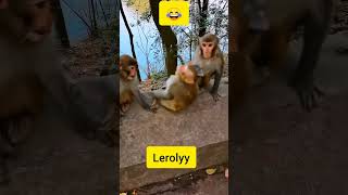 Shakira funny video 📸😂shakira funny monkey skibiditoilet shortscat cowvideos anayatiktok [upl. by Nylannej967]