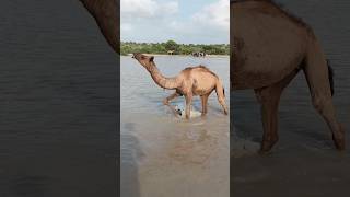 Camel Cross the water Pond [upl. by Ettesus]