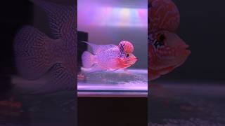 🐠Flowerhorn Fish Transformation🐬யார்ரா அந்தப் பையன்🐟 shorts aquarium trendingshorts fish [upl. by Eizzik]