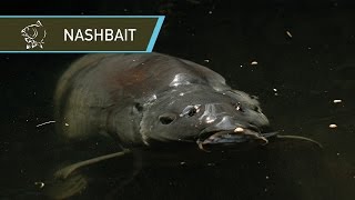 NASHBAIT  THE HISTORY OF CARP FISHING BAIT [upl. by Enyawal644]