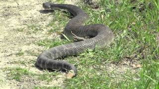 HUGE Rattlesnake while Hiking in California HD [upl. by Tati]