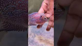 reels flowerhorn parrotfish trending aquarium [upl. by Amie959]