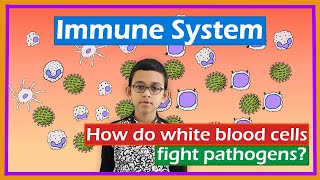 Immune system How do white blood cells fight pathogens [upl. by Rangel]